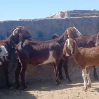 بز زایده