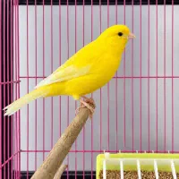 قناری یلو فاکتور ماده، زرد خوش‌رنگ