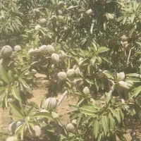 بادام سنگی درشت دو پوسته و بادام آجیلی
