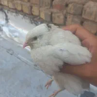 بلدرچین