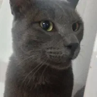 گربه گمشده