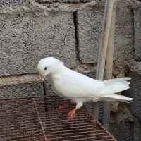 کبوتر هندی سفید