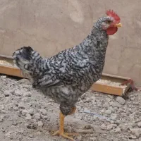 خروس  امروک