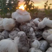 (طلا سفید) ملقب به سیر