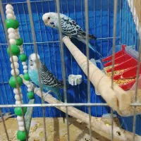 مرغ عشق انگلیسی