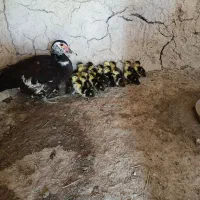 سیکا وجوجه سیکا