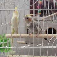 عروس هلندی
