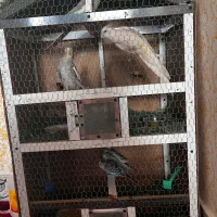 عروس هلندی