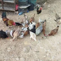 فروش جوجه بومی
