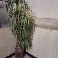 گلدان مصنوعی(یزدانشهر)