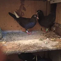 دوجفت پلنگ بایک جفت گلی سینی