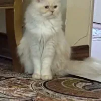 فروش گربه
