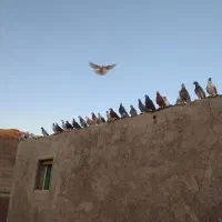 کبوتر