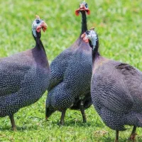 جوجه مرغ شاخدار یا گینه فا‌ول