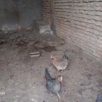 مرغ کردی