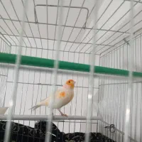 قناری نر ماده