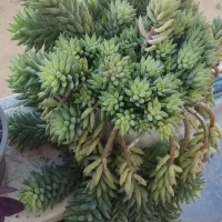گل خوشه انگوری