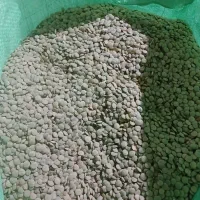 عدس اردبیل. دانه درشت