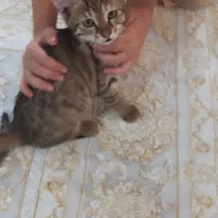 بچه گربه