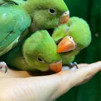 جوجه‌ ملنگو درشت باکیفیت بالا فوق العاده رام و لوس