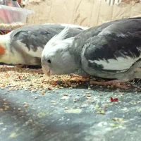 طوطی عروس نرماده نر وایت فیس ماده ابلغ