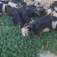 فروش بز و تیشتر بختیاری