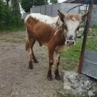 ورزا . گوساله نر