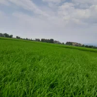 برنج طارم