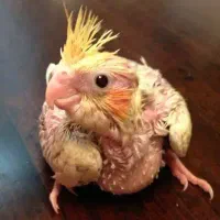 جوجه عروس هلندی