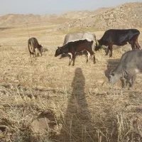 گاو دورگ