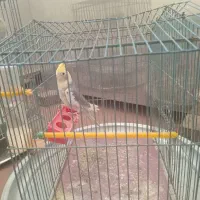 فروش عروس هلندی
