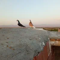 کبوتر ساده