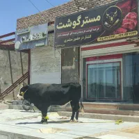 قصابی گوساله