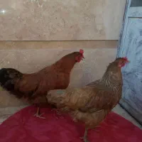 مرغ