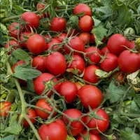 گوجه فرنگی تازه جین مخصوص بازار