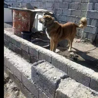 سگ گله و نگهبانی