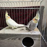پرنده عروس هلندی|پرنده|تهران, خانی‌آباد|دیوار