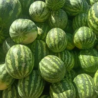 هندوانه تازه تایباد عمده ۱۰۰ کیلو به بالا