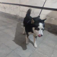 سگ هاسکی شیش ماهه