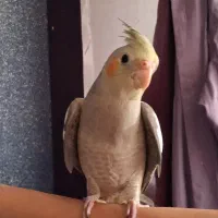 جوجه عروس‌ هلندی