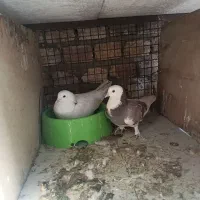 نرماده کورکورو اصل