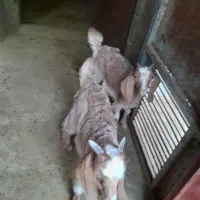 بزغاله  نر وماده دوقلو