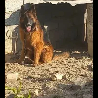ژرمن شپرد اصل نگهبان