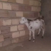 کره نر