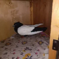 سینه ای نر مست مست