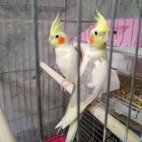 عروس هلندی