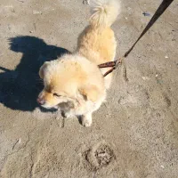 سگ پامر اشپیتز