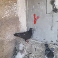 دسته پلاکی