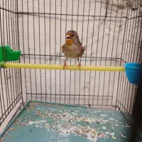 سهره قناری نر آس آس