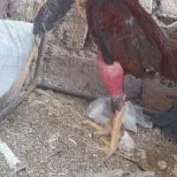 خروس لاری ومرغ لاری